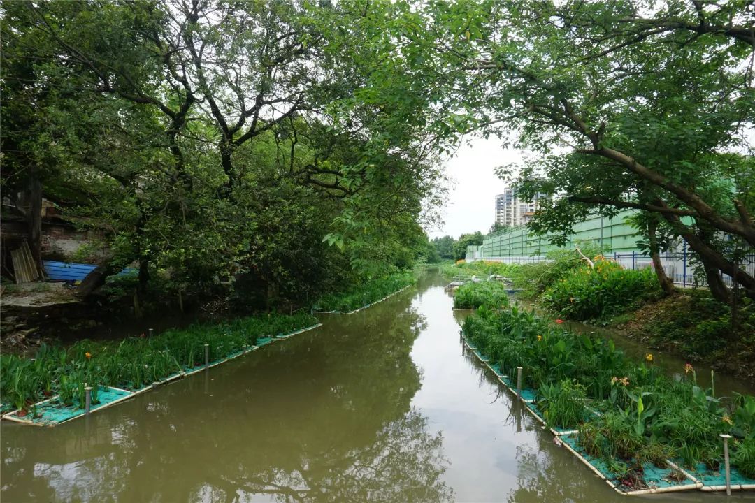 热闹治理成效显著会城河再掀龙舟热潮