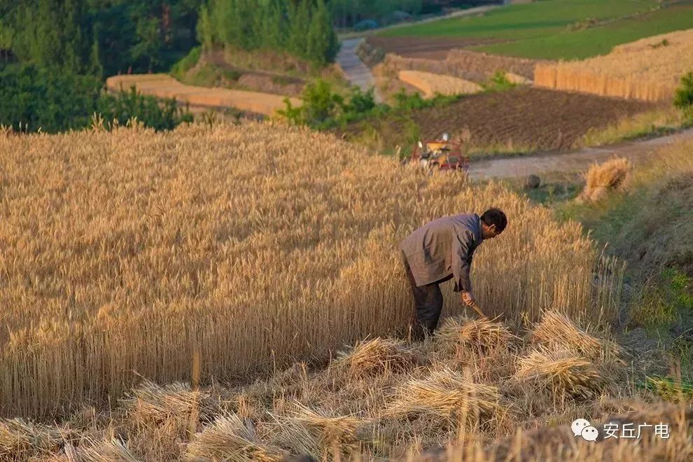 乡愁!秋风起,潍坊西南山里的麦子熟了,咱爹咱娘在家割麦子