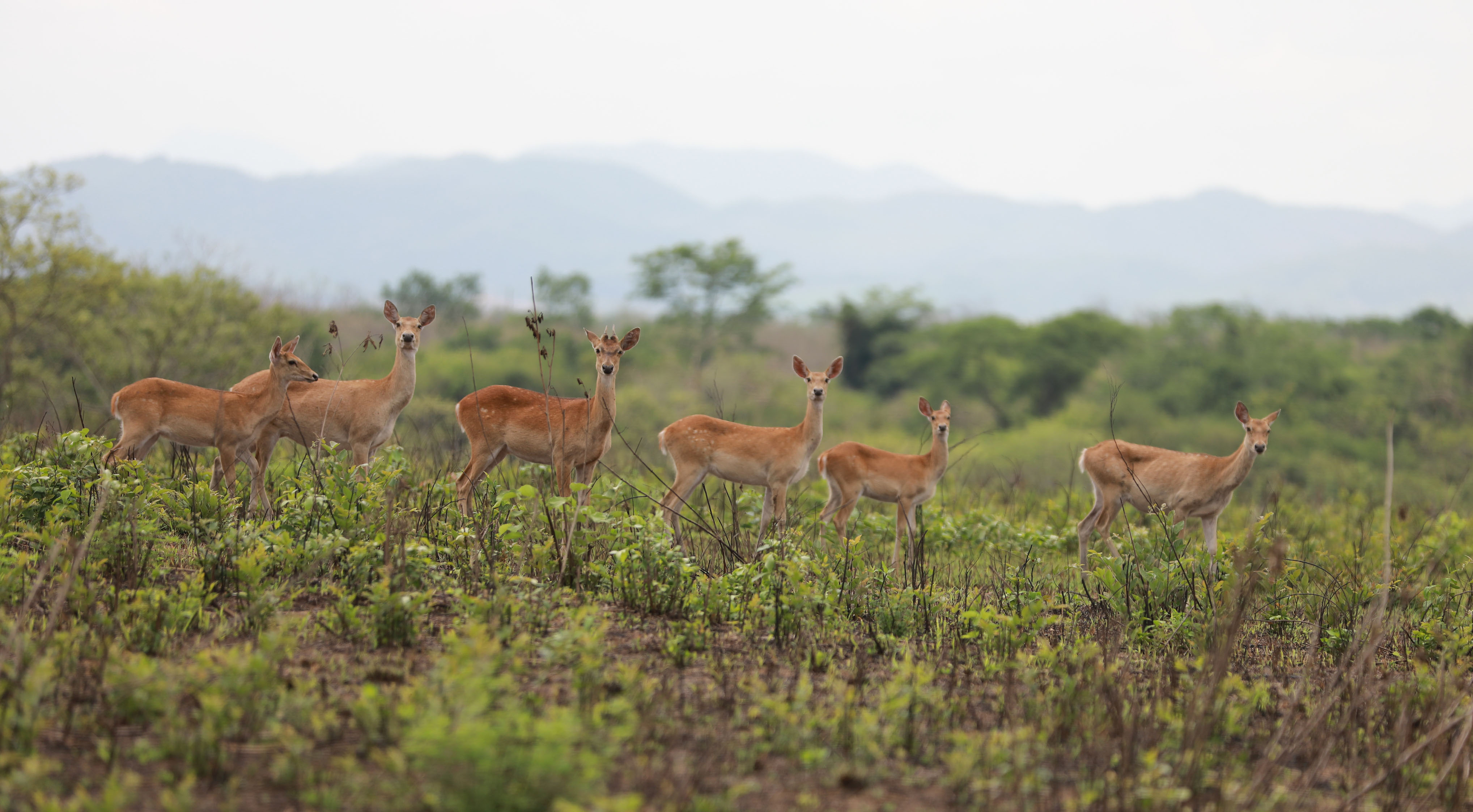 6月5日海南坡鹿保护记海南大田国家级自然保护区里的坡鹿(5月11日摄)