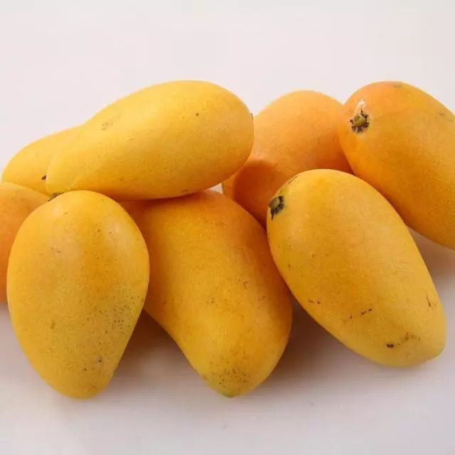 会东可河芒果北方走俏开启舌尖上的甜蜜之旅