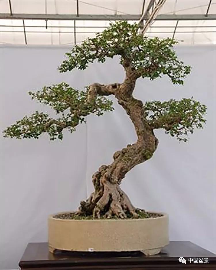飘枝让盆景自然入画