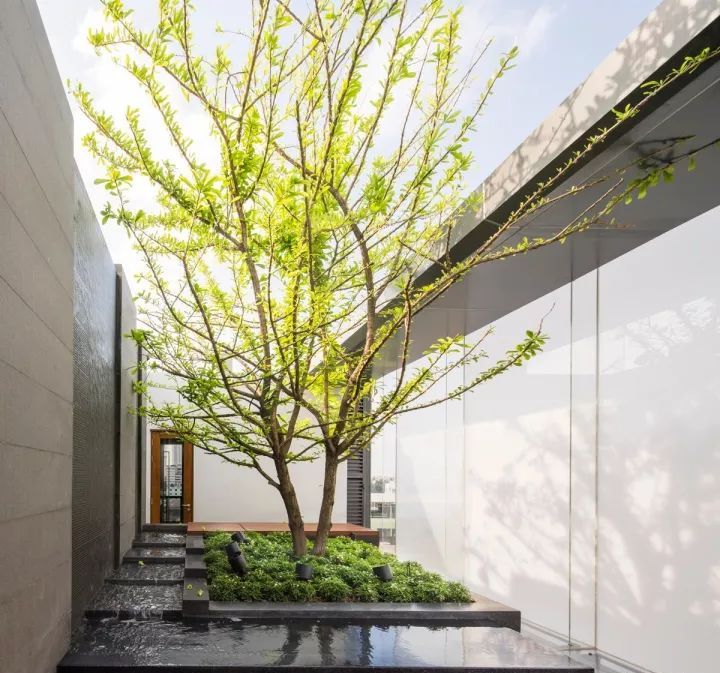 不多不少一棵就好附常用的孤景树名单