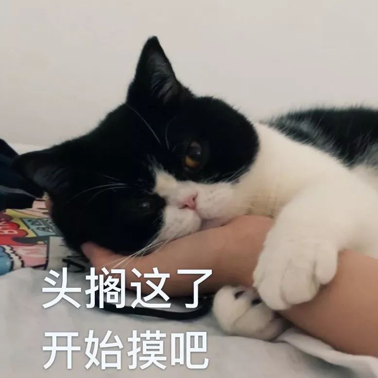 猫咪每天6点叫主人起床因为主人的这个动作让它上瘾