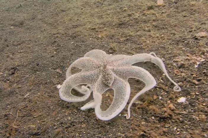 拟态章鱼作为自然界中顶尖的伪装高手这变装的速度真的是太快了