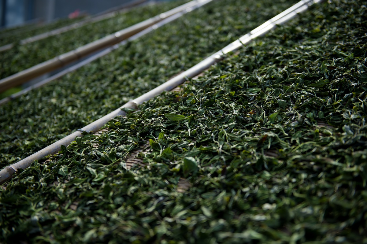 为什么都喜欢春日晒白茶