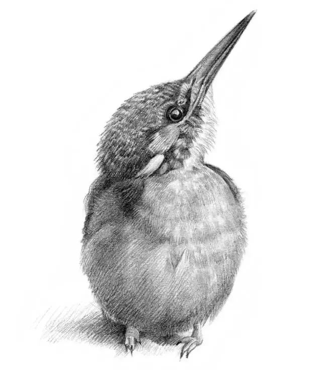 素描教程 | 画一只傲娇的小翠鸟