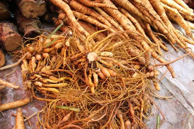 中医教你识药根普洱端午药根知多少