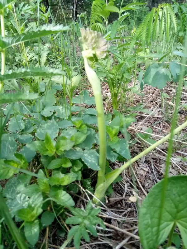 俗称四叶菜:也叫明明菜,特点是四至五叶,空心,掐下