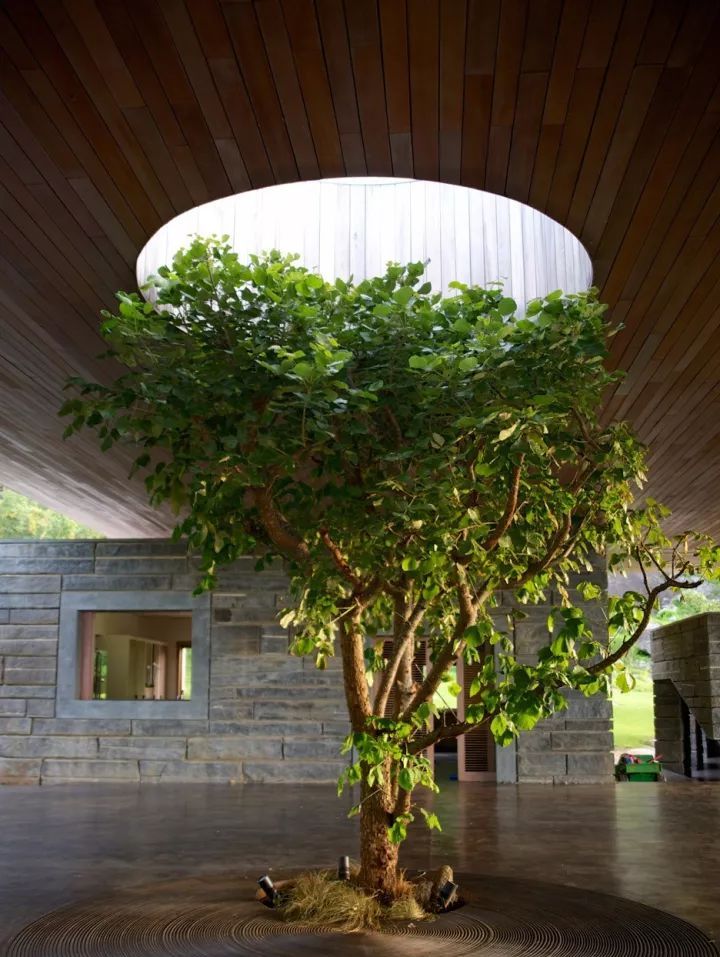 不多不少一棵就好附常用的孤景树名单