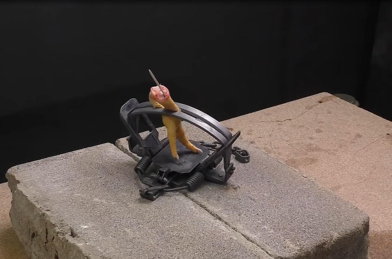 动物遇到捕兽夹有多悲剧老外用鸡爪实验看得我的腿直发麻