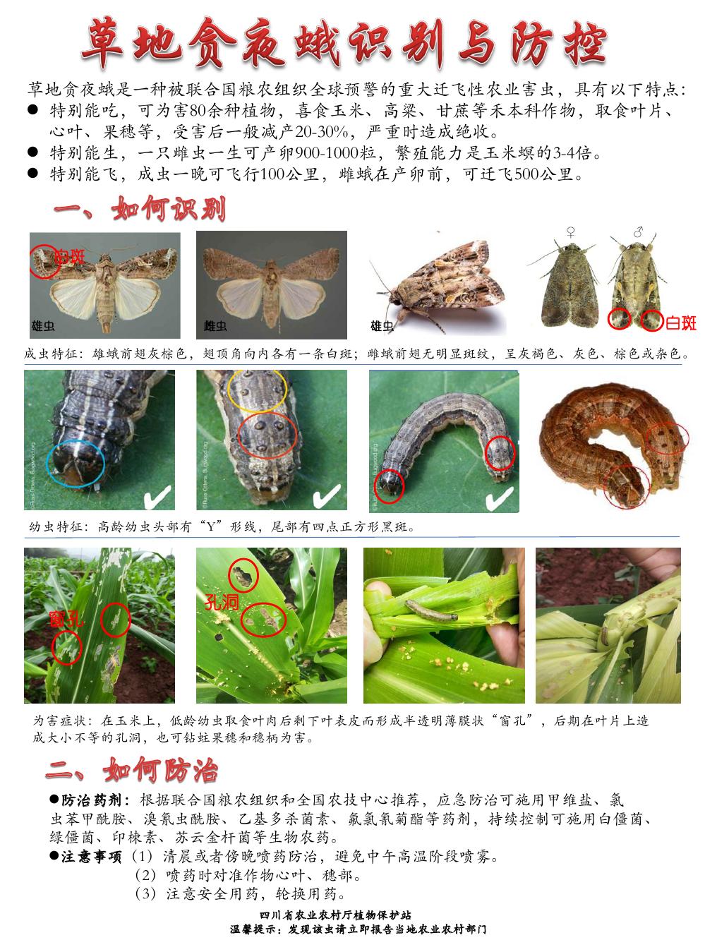 加强草地贪夜蛾监测防控