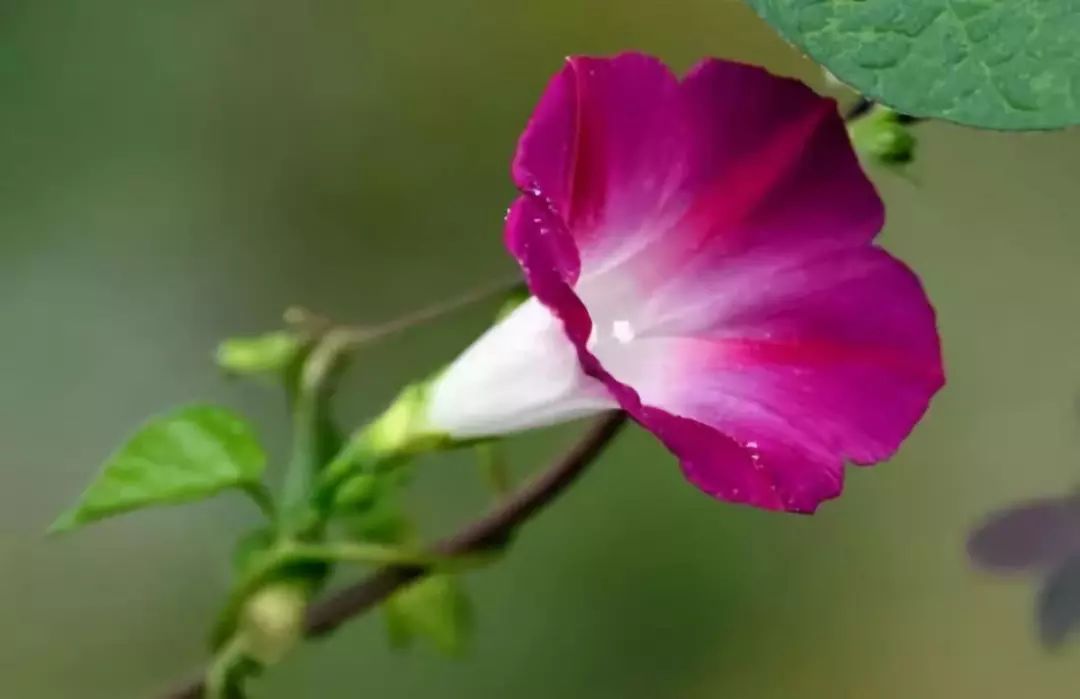 神奇的开花生物钟每种花卉都有固定的开花时间