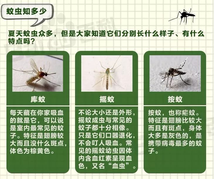 你被蚊子咬了吗图解百科