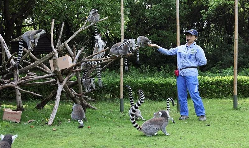 這是亞洲獨角犀牛這一瀕危野生動物在國內的首次展出,一定要打卡哦!