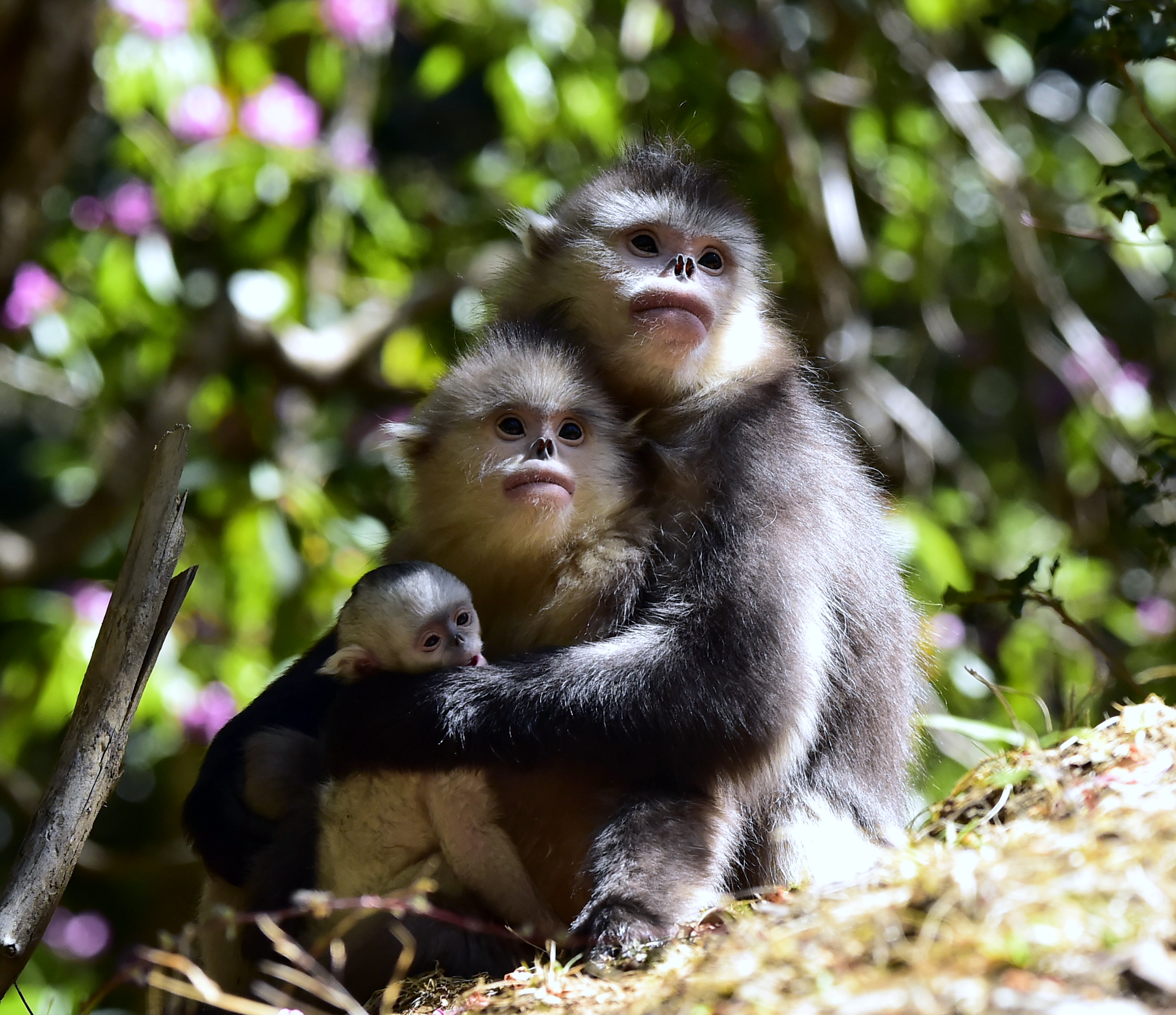 从狩猎人到护猴人——中国探索社区共管保护滇金丝猴