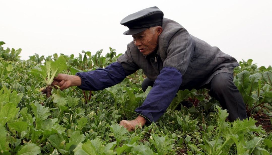 感动所有菜农:爸爸,别再种菜了,好吗?