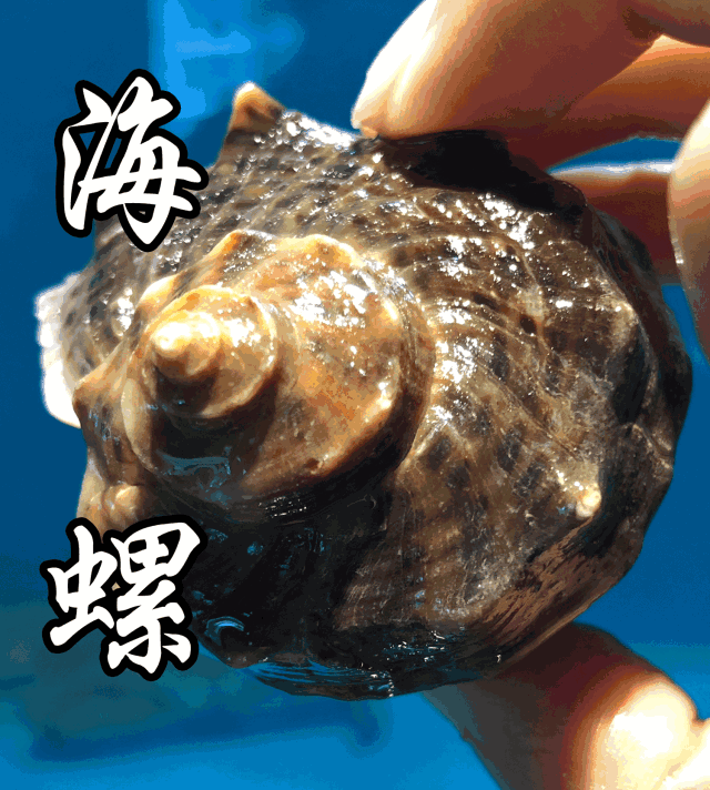 海螺含有丰富的蛋白质,维生素和人体必需的氨基酸和微量元素,是典型的