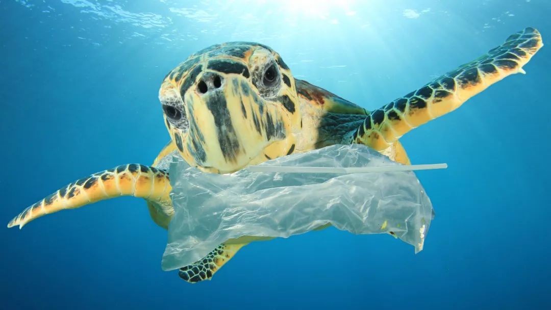 海龟吃塑料袋图片