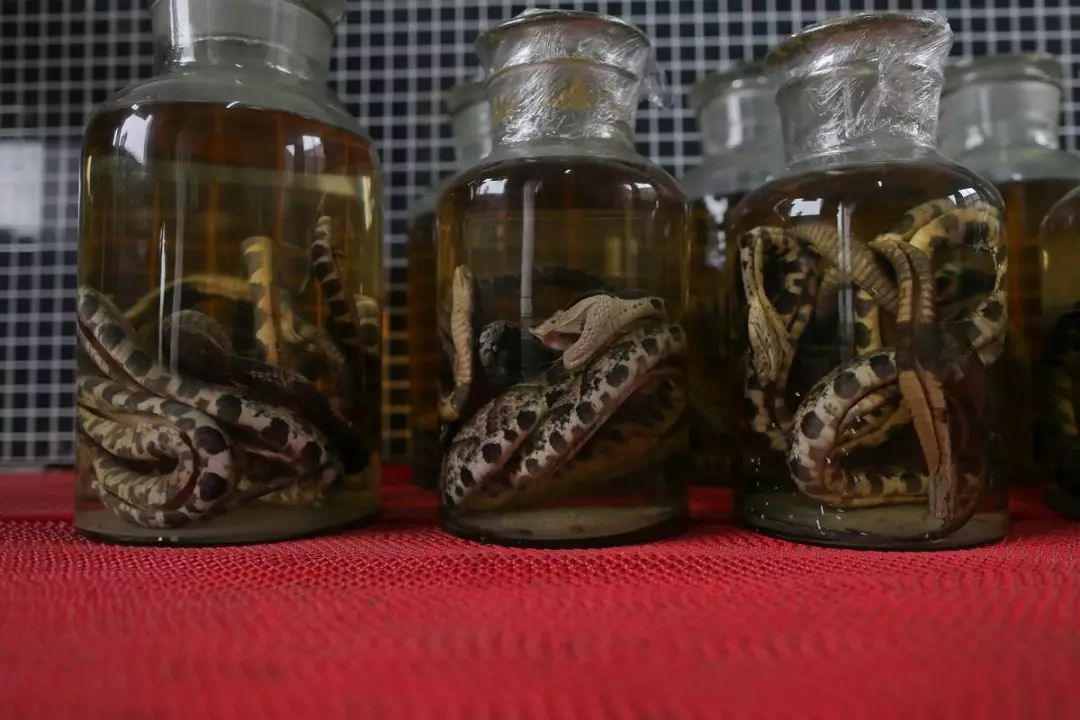 韶关这家药店的店员被这条一米多长的蛇吓到报警.