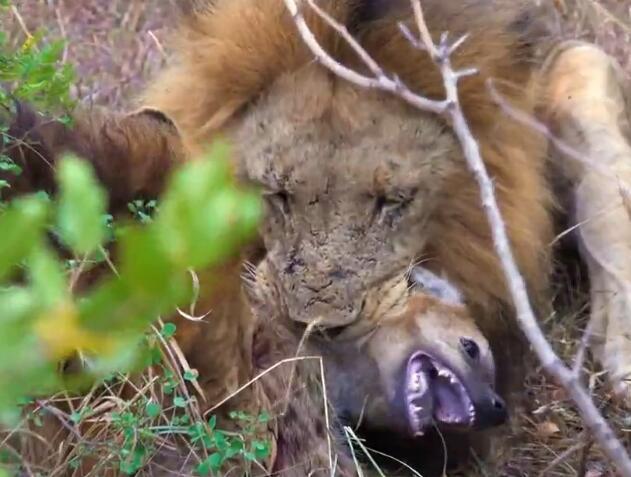两头雄狮将鬣狗活活咬死,鬣狗瞪眼吐舌鲜血直流,一幕幕恐怖!
