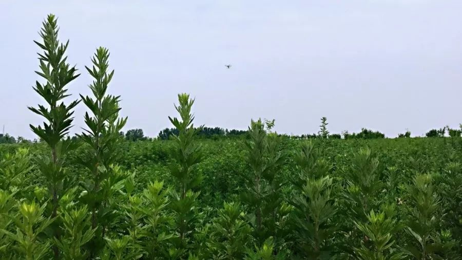 端午佳節,每家每戶都要買上兩束艾草插在門頭,以驅蚊驅蟲,驅邪消災