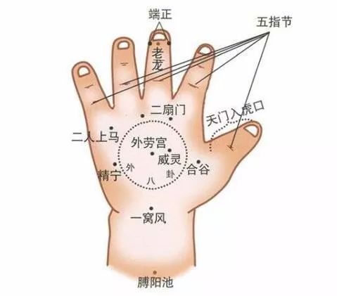 分阴阳的准确位置图图片