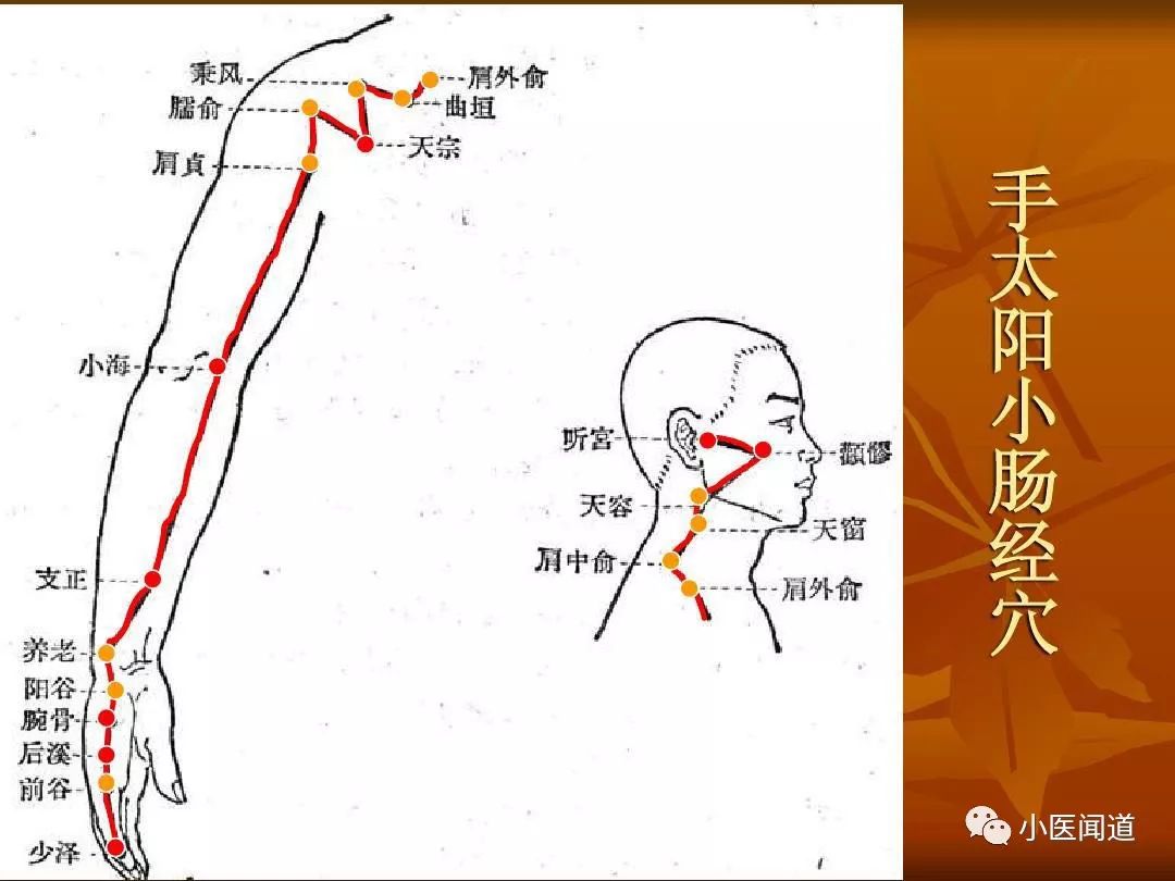 手少阴经筋起于手小指内侧,结于腕后锐骨(豆骨)
