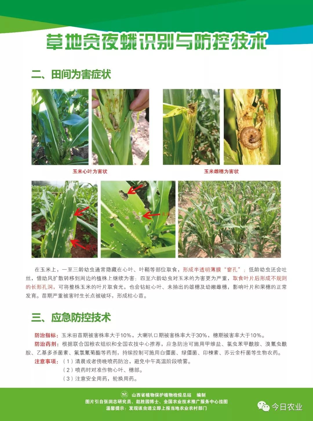 草地贪夜蛾又叫秋粘虫,是联合国粮农组织全球预警的跨国界迁飞性农业