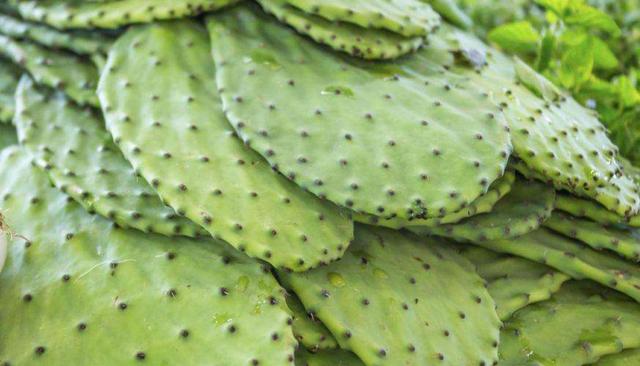 仙人掌也能吃分享5种仙人掌的特色吃法简单美味好吃极了