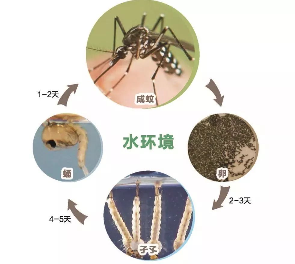 登革熱輸入病例較大幅度增加,做這件事情能讓蚊子