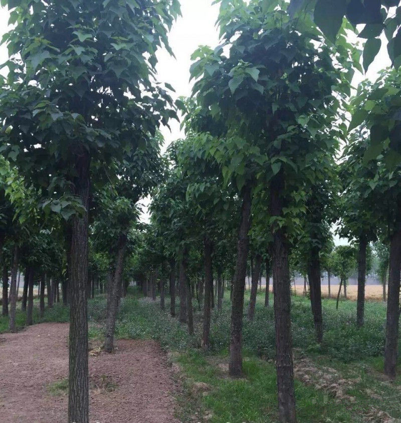 12公分楸树1314公分楸树出售及楸树的发展前景