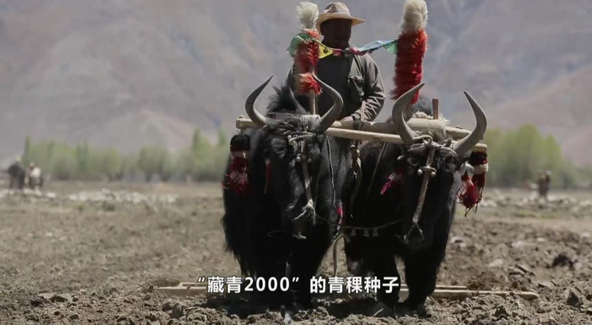 美好时代禹代林扎根高原推广青稞新品种用科技创新助力粮食安全