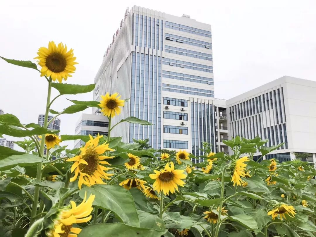 大美广艺夏来花已开流萤蒲扇赏花来