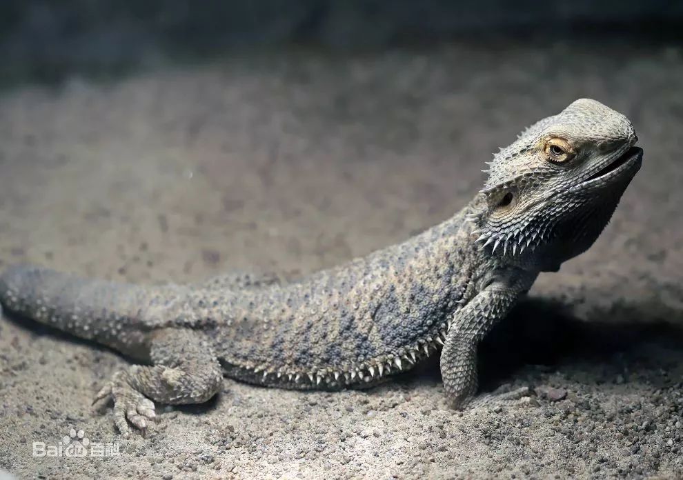 "警察同志,我田里有2只鳄鱼!"农妇被吓哭,民警到场却笑了