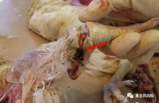 几种鸡腿瘸瘫痪病鸡关节炎症诊断与防治