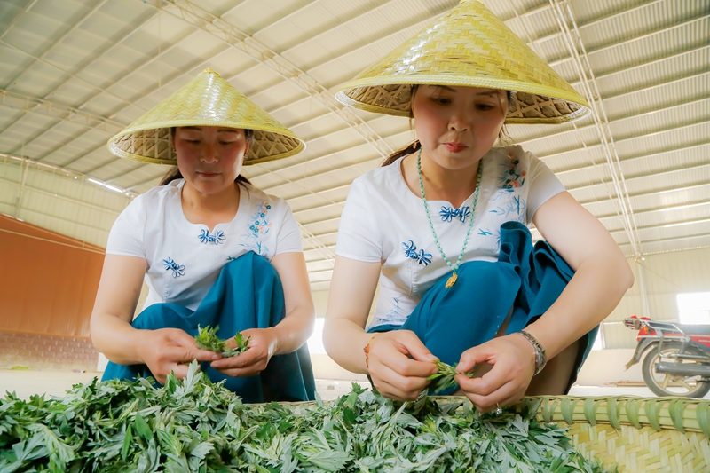 谁采艾草来婀娜带粽香