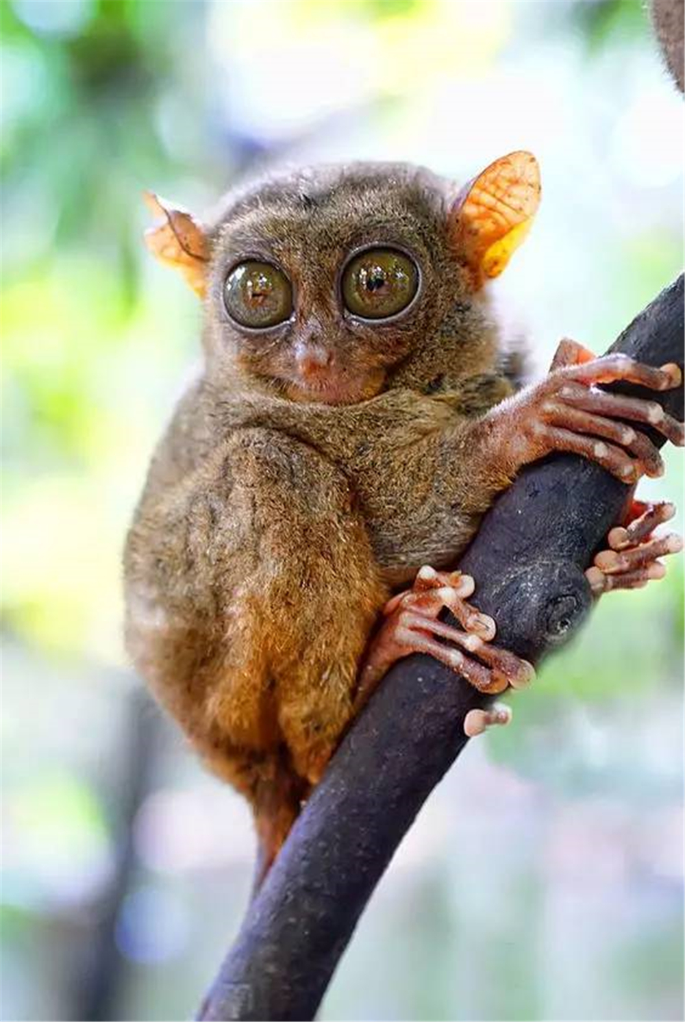 原创世上最聪明的猴子拳头大的身子眼睛却占半张脸