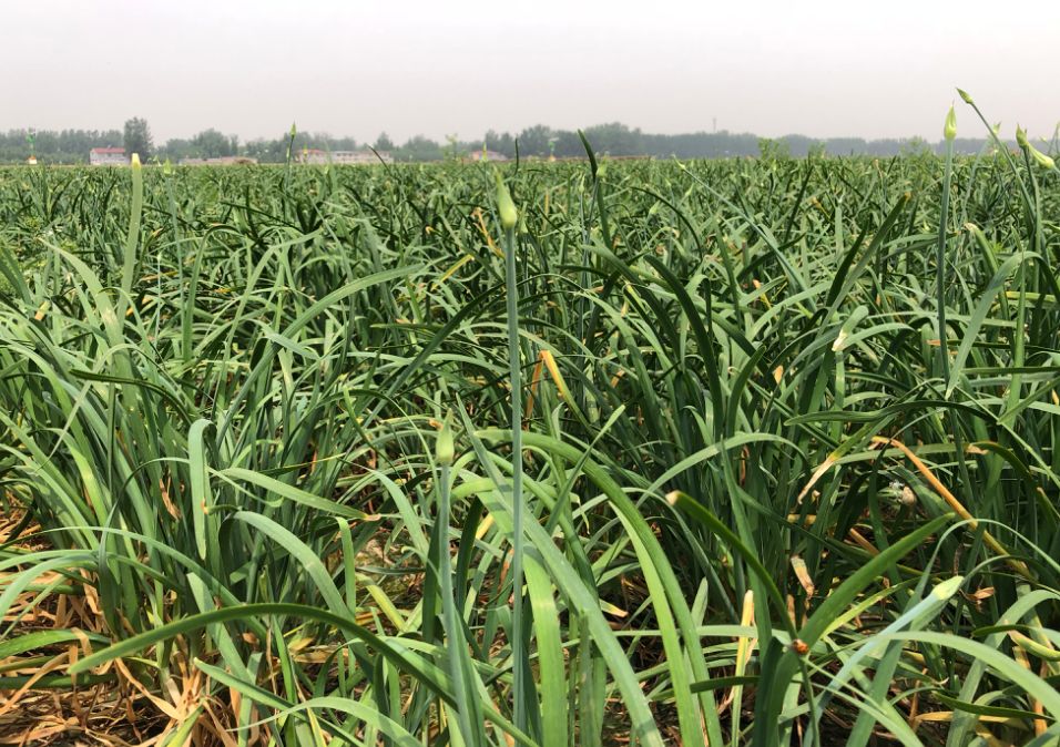 味道苦,所以此时不宜收割不过这段时间却是用来收获韭菜花和韭苔的好
