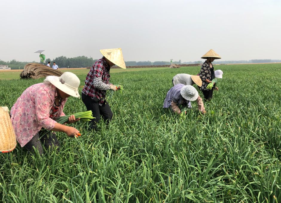 梁山"好汉"如何种出放心韭苔_韭菜