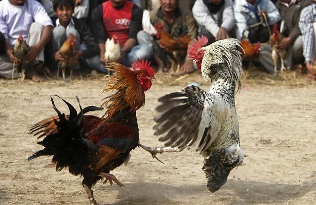 英国国王最喜欢的比赛项目斗鸡