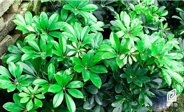 「植培施」非常好养的植物,但是很多人叫错了名字,学名叫鹅掌藤