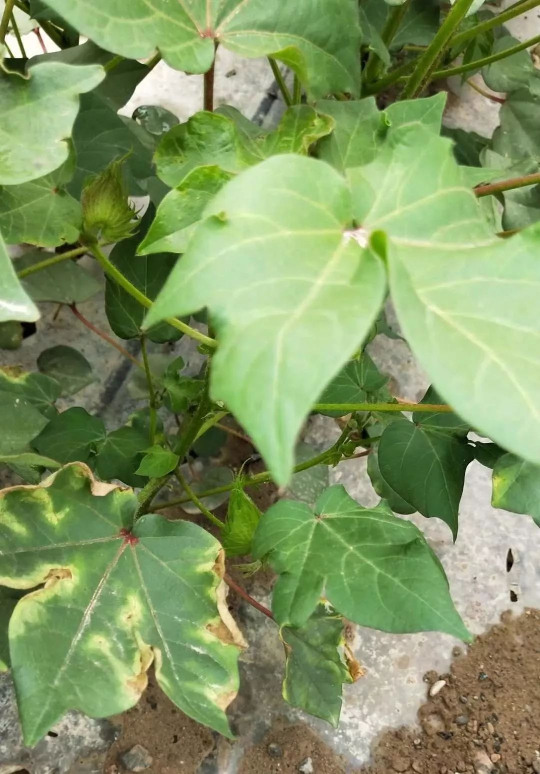 棉花枯萎病由于棉花枯萎病和黄萎病的病原不同,所以其发病症状,发病