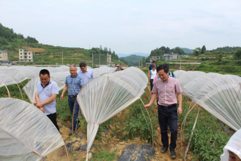 省蔬菜研究所深入瀘溪科技扶貧促增收_小章鄉