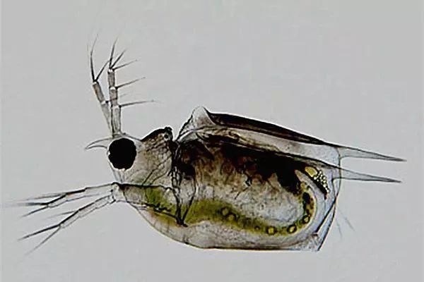 蟹塘水体浑浊具体什么原因答案在这里