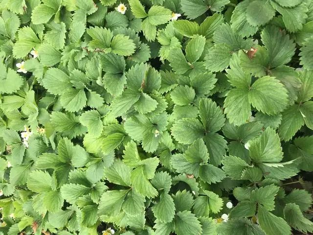 草莓苗期新叶打卷先别着急浇水多是这3种原因造成的