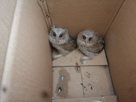 德安县救助两只灰林鸮幼鸟_邹桥乡