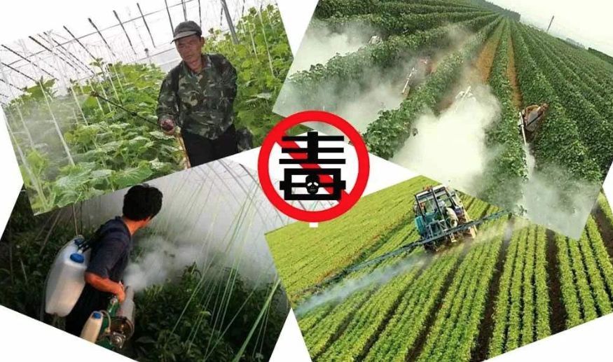 草甘膦不仅被用作转基因玉米和大豆的除草剂,还被作为干燥剂大量喷洒