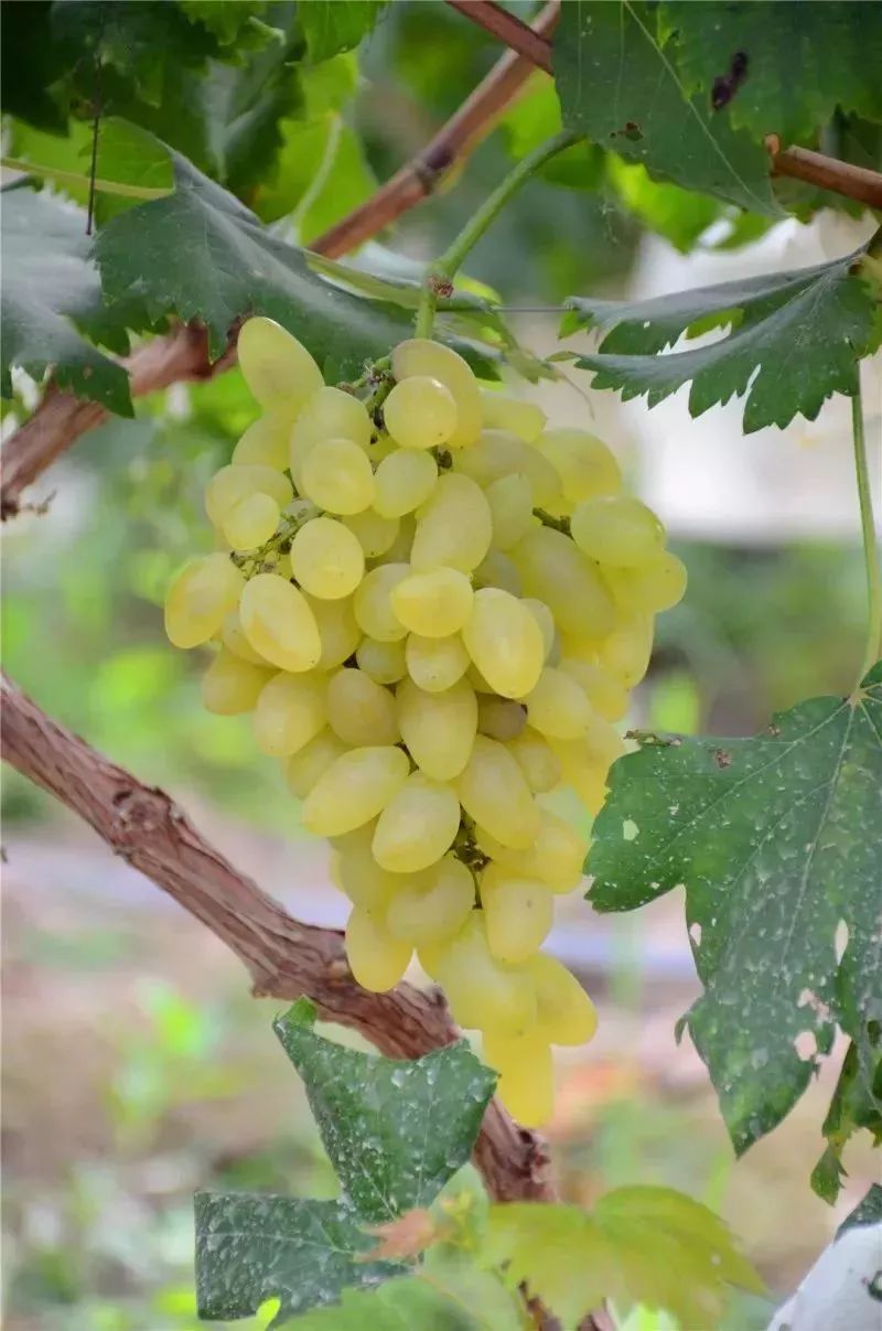 盘ta!罗定这个地方葡萄任性摘!还有一种你没吃过的口味……_素龙