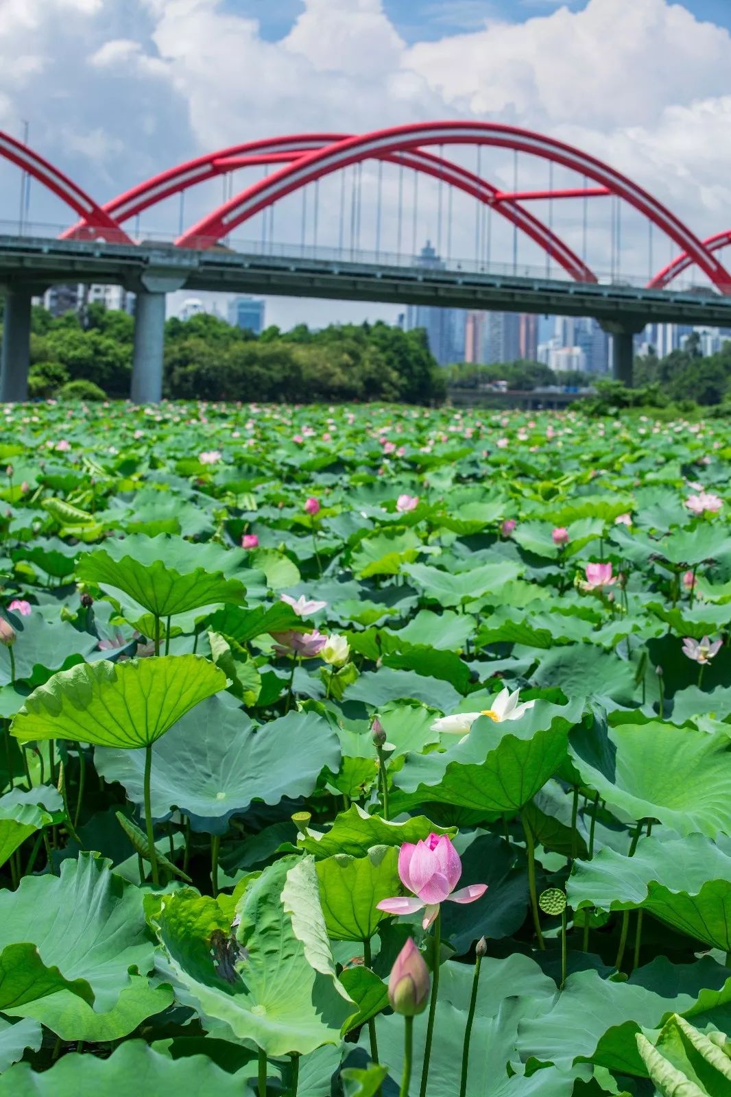 美哭洪湖公园百亩荷花盛开惊艳全深圳