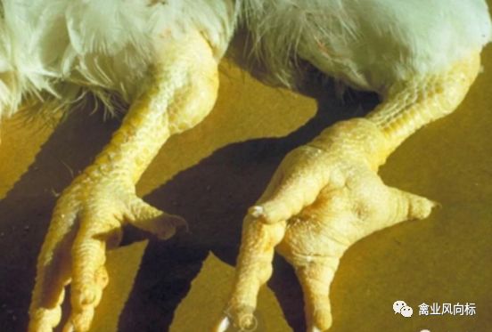 几种鸡腿瘸瘫痪病鸡关节炎症诊断与防治